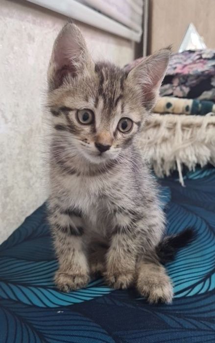 Отдам котёнка-мальчика