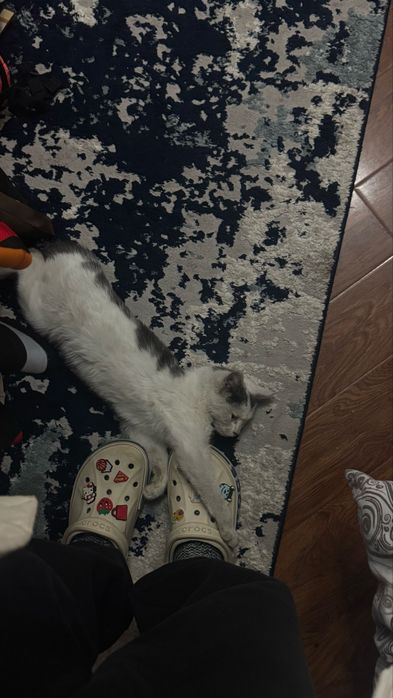 Передержка кошечек