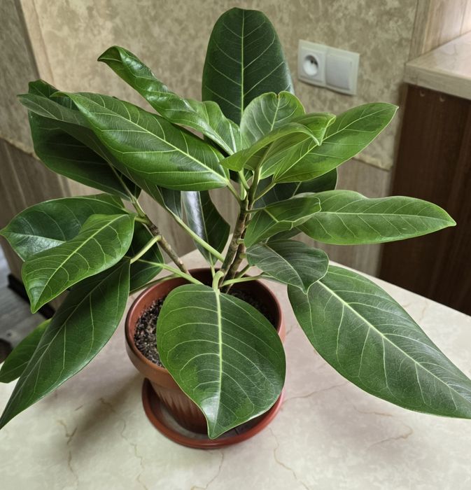 Фикус Альтиссима