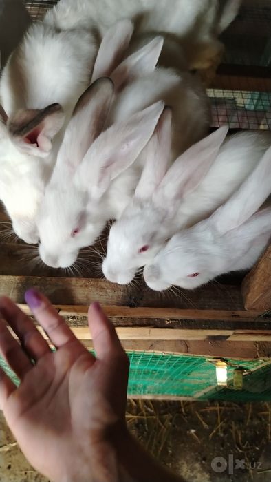 5 ta Quyon bolalari va 1 ta kotta quyon