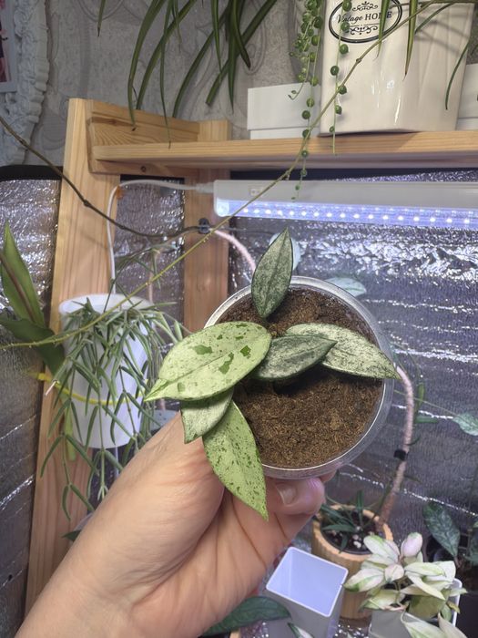 Суккуленты. Комнатные растения