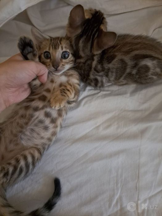 Bengal Mushuklari