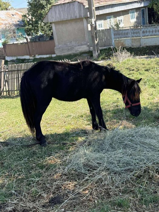 De vănzare ponei de un an jumate !