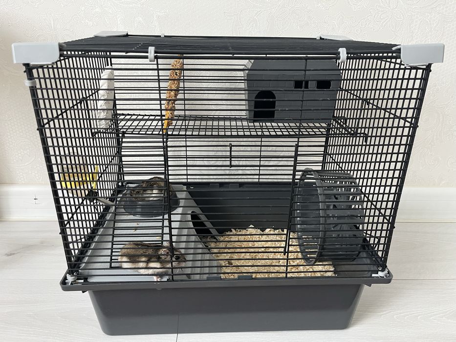 Продам хомяков с клеткой