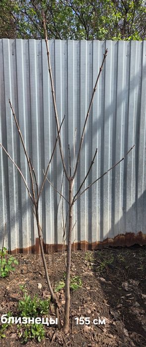 Саженцы катальпы