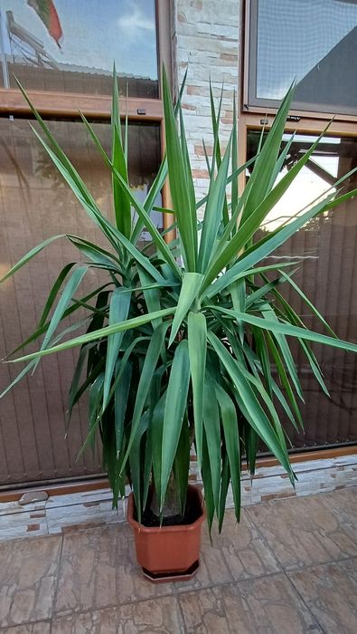 Бананови палми, различни размери