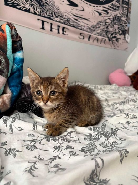 Pisoi mici, cauta URGENT o familie