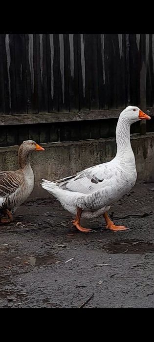 Trei gaste comune talie mare/ gaste romanesti