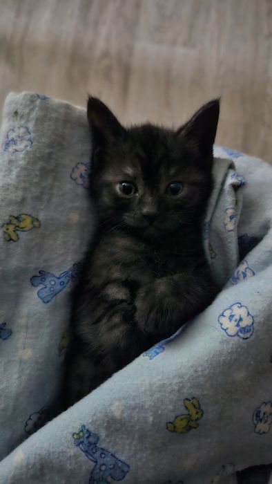 отдам котенка мальчика