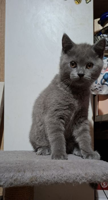 Страхотен британец