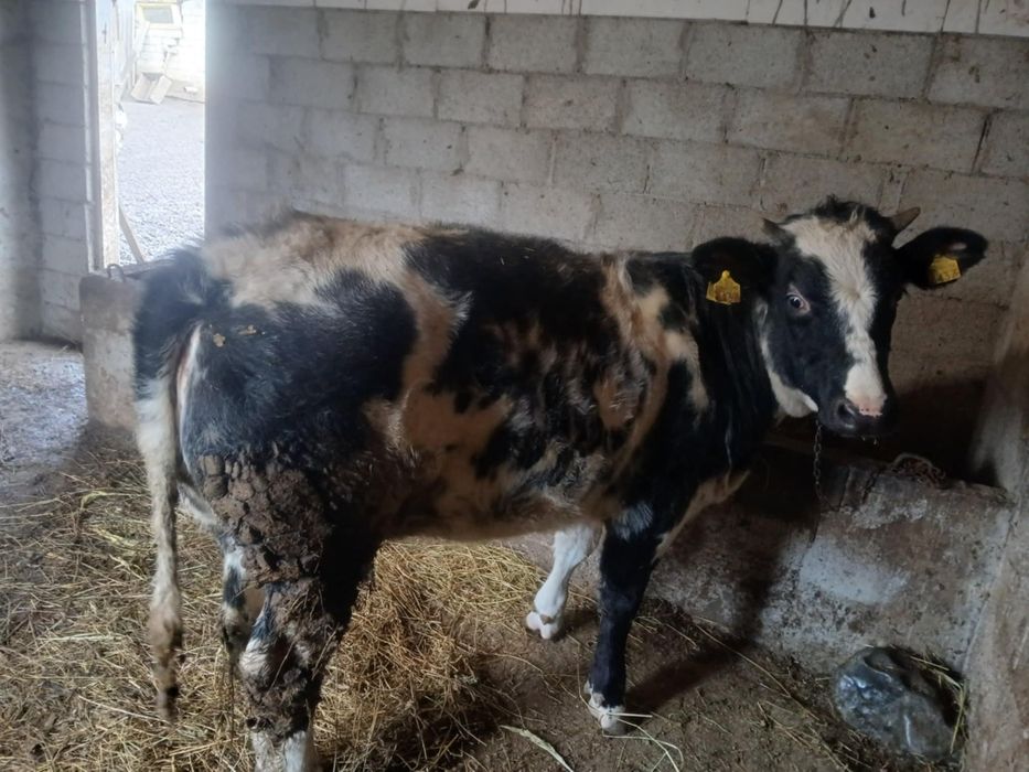 Vand vitica, albastru belgia.