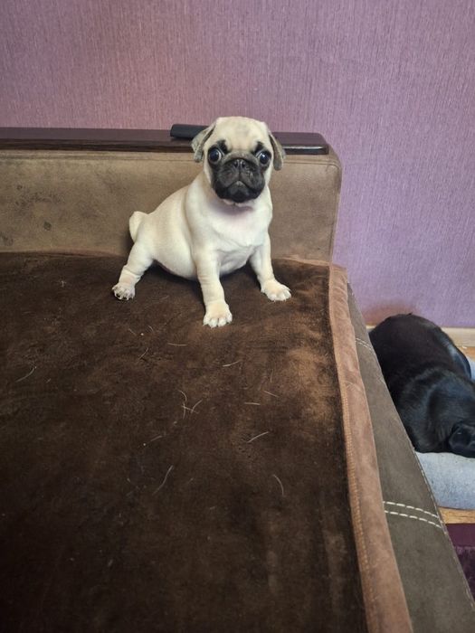 Сладкий мальчишка