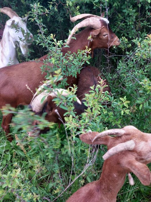 Vand Tapi pentru reproducere