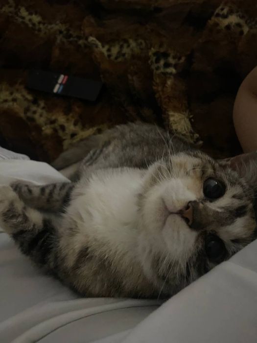 Отдам кошку даром