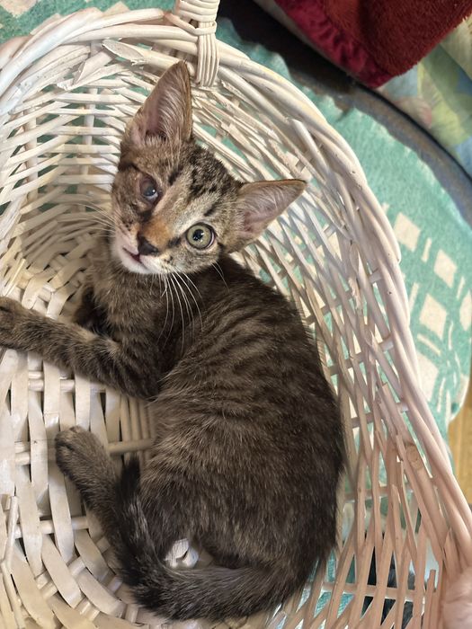 Котята ищут домик