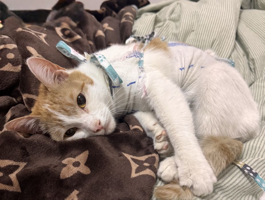 Отдам кошечек в добрые руки