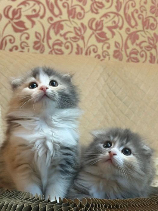 Шотландские длинношерстные  малыши