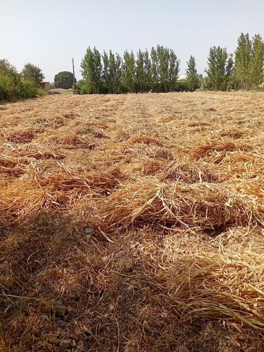 Angorda agro-biznes va ishlab chiqarish uchun 21 sotix yer