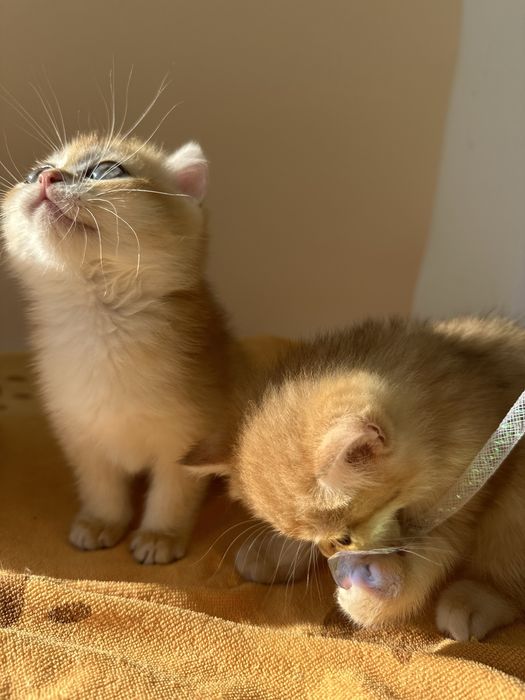Котята золотая шиншилла