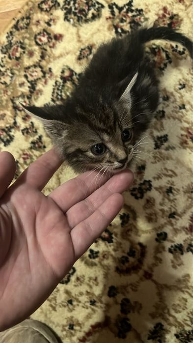 Отдадам котят в хорошие руки