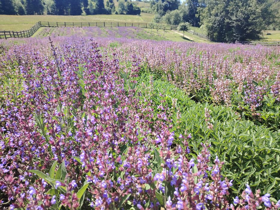 Apă de Salvie (Hidrolat)