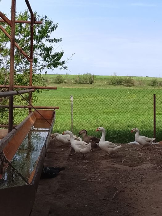 Гуси продам 15000 тг