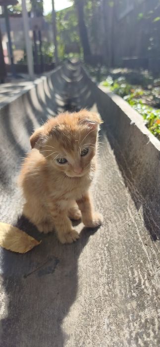 Отдам котят в хорошие руки