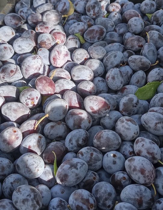 Vând prune pentru țuică!