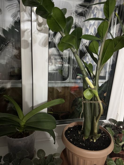 Замиокулькас (Долларовое дерево)