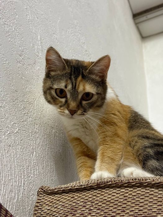 Отдам кошку в хорошие руки