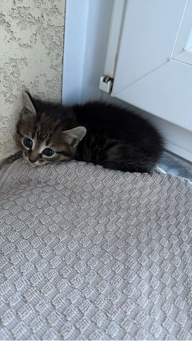 Отдам котенка в добрые руки