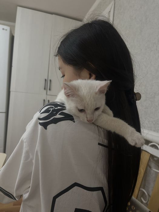 Котенок белая милая