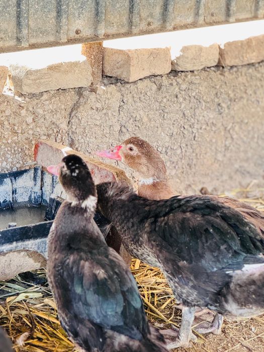 Индаутка сатылады