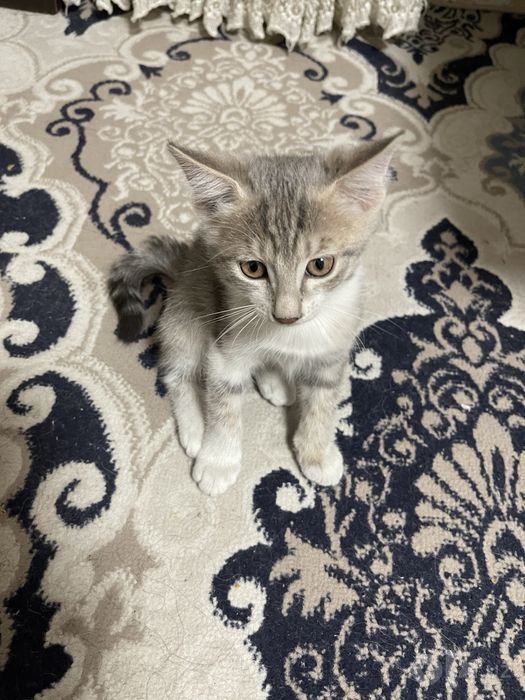 Котята 4 месяца