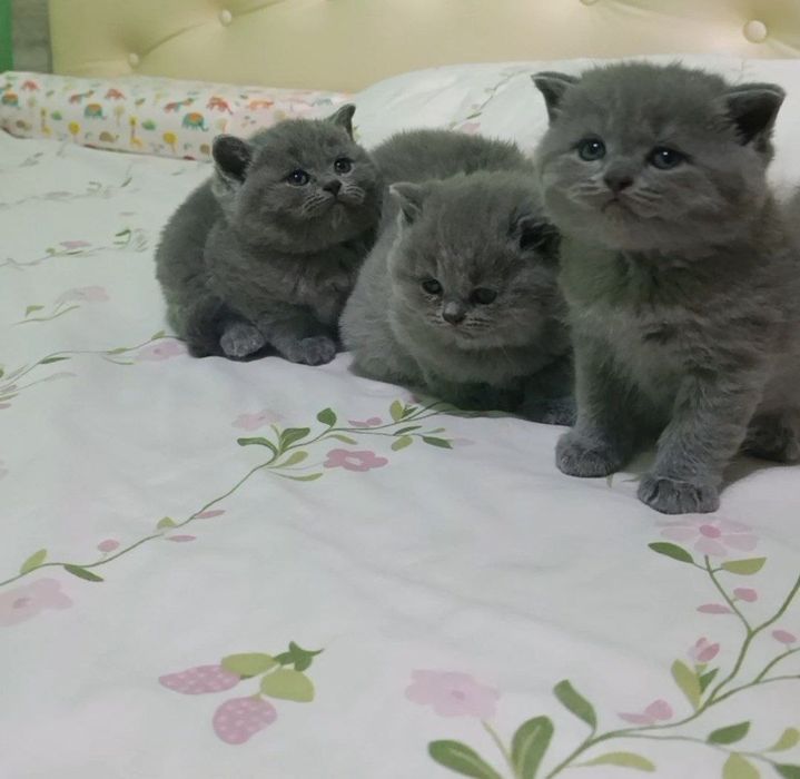 Продаются британские котята .