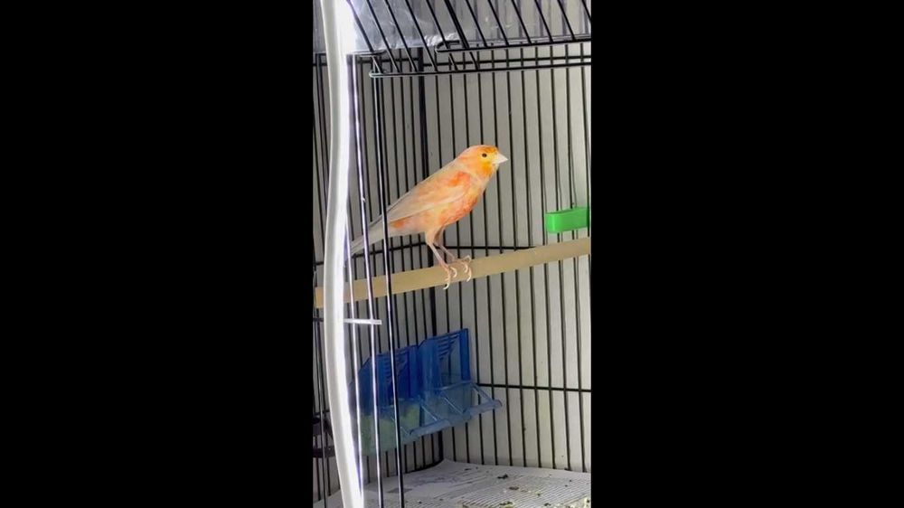 канарейка нар сотилади 2 та