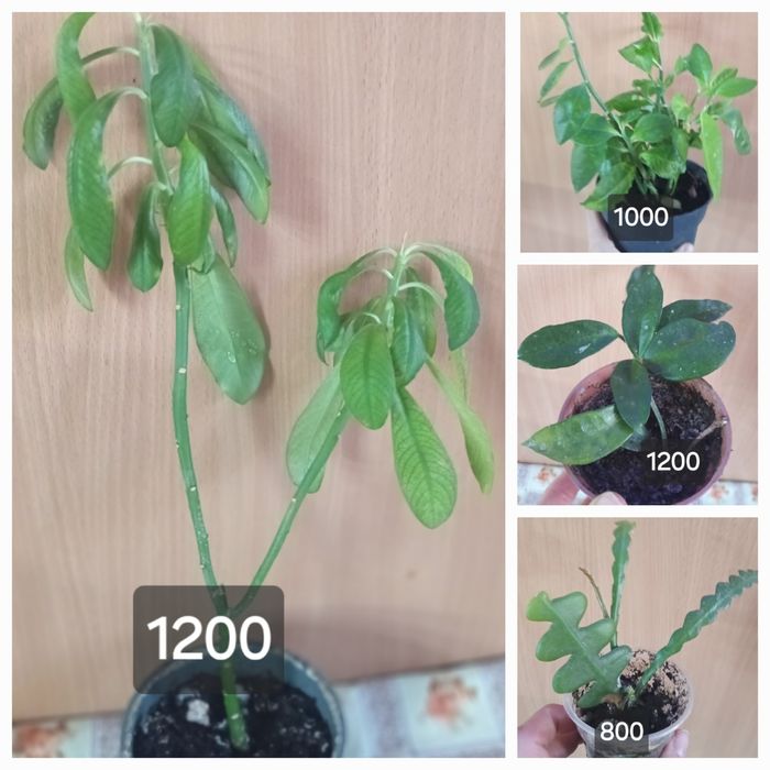 комнатные растения