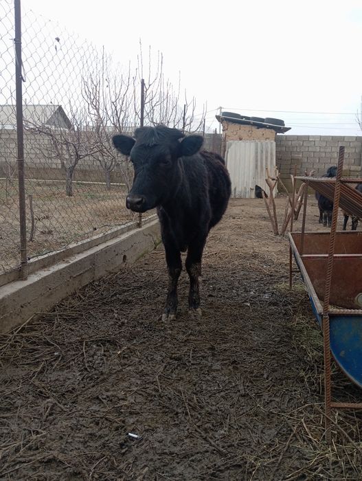 Жывотнын теленок