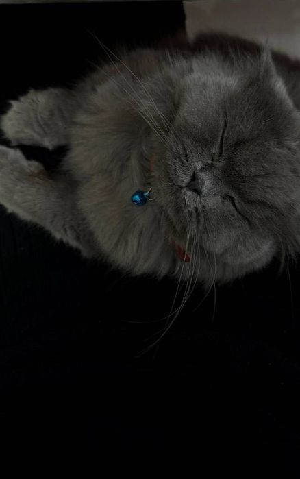 Mushuk. Britian long hair