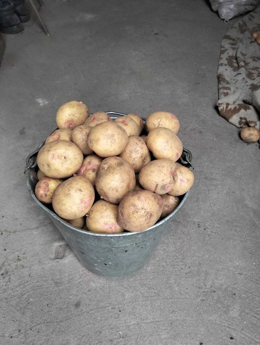 Картофель дачный