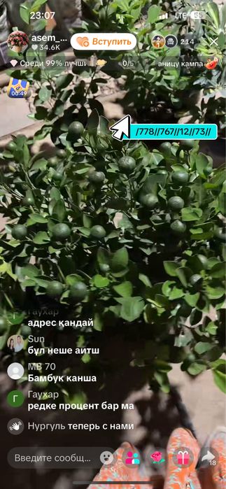 Дрова ,деревья срубленные