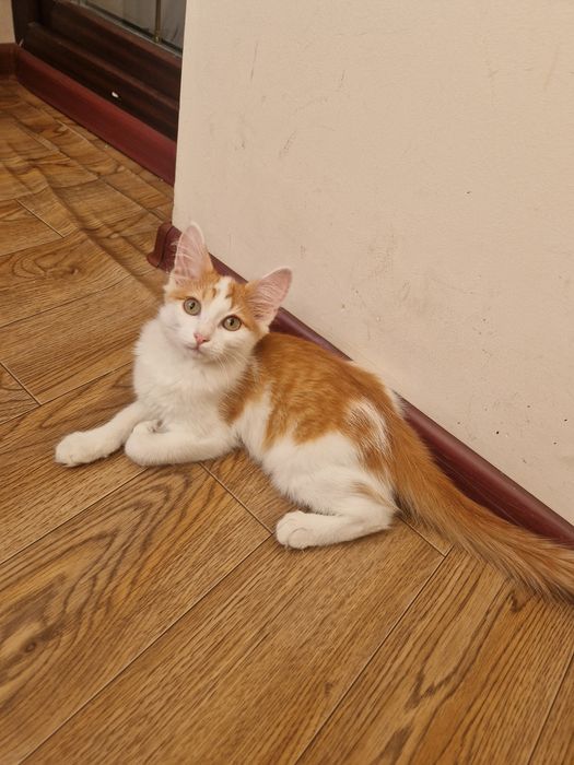Отдам котёнка в надежные руки