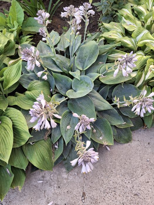 Продам  цветы для клумбы -хосты