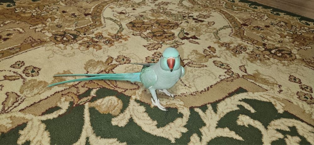 Ожереловый попугай .