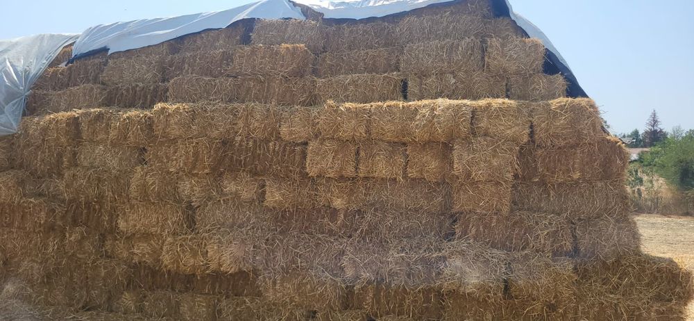 Boti de paie de grâu