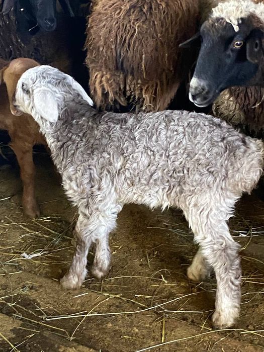 Продам ягнят сено корм едят