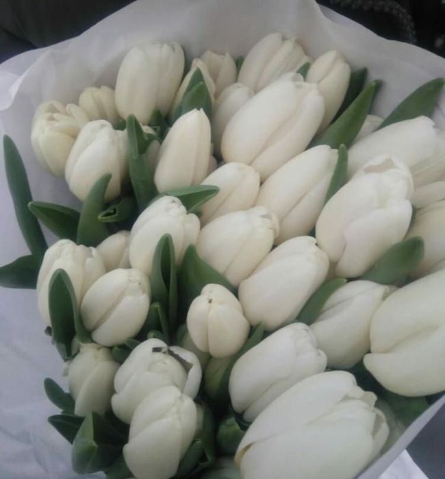 Продаем тюльпаны  оптом