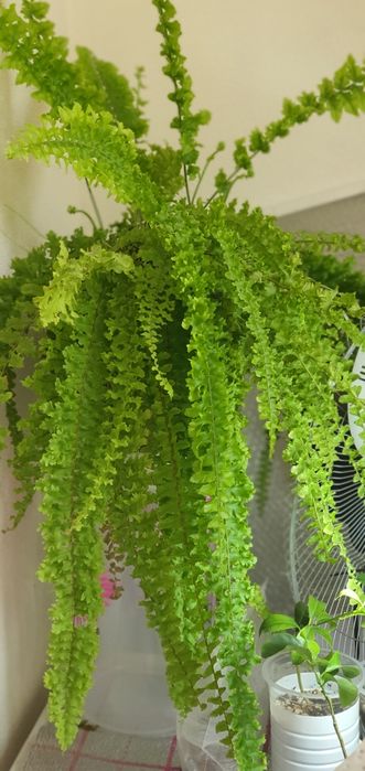 Папоротник Нефролепис дассада