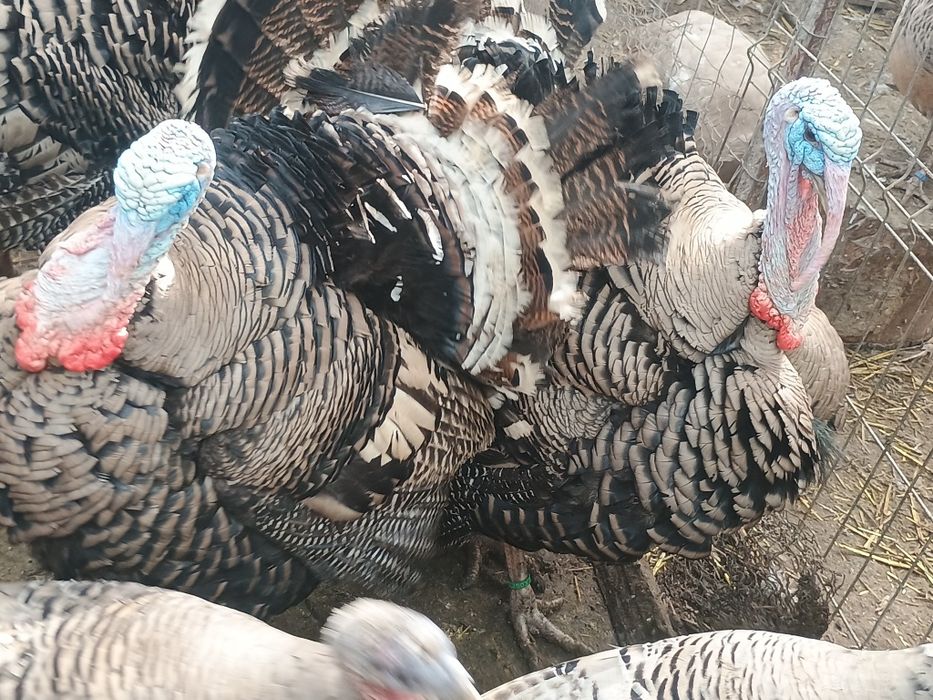 Ouă de curci Narragansett