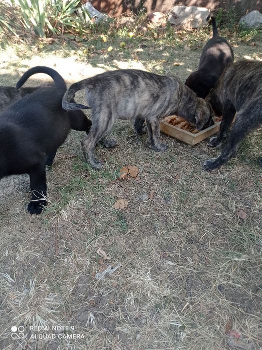 Подарявам тези малки сладурчета.